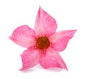 Pink mandevilla flower Royalty Free Stock Photo