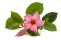 Pink mandevilla flower Royalty Free Stock Photo