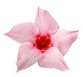 Pink mandevilla flower Royalty Free Stock Photo