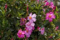 Pink Mandevilla Flower with Yellow Throat and with Waxy Green Leaves