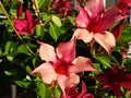 Pink Mandevilla laxa flowers