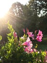 Pink Mandevilla Vine Blossom and Buds with Illuminated Background - Backlit