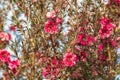 Pink manuka tree flowers in bloom against blue sky
