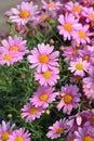Pink Marguerite daisy