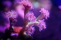 Pink marine coral on a dark background