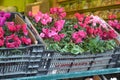 Pink market flowers