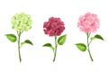 Pink, maroon and green hydrangea flowers. Vector illustration.