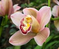 Pink, Maroon And Yellow Dendrobium Orchid