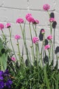 Pink Marsh daisies - Armeria maritima