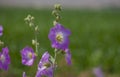 Pink marshmallow flower (Althaea officinalis) is a useful plant for human health.