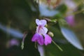 Pink, mauve coloured Springkraut with blurred background