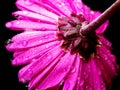 Pink/Mauve Daisy