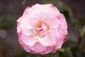 Pink, mauve edges with ruffled bloom of Candy Kisses rose