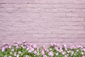 Pink or Mauve Old Brick Wall with Pink Petunia Flowers Along Bottom Side of Block Texture Royalty Free Stock Photo