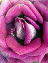 Pink Mauve Rose Royalty Free Stock Photo