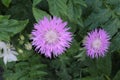 Pink meadow cornflowers bloom in the summer garden