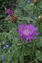 Pink meadow cornflowers bloom in the summer garden