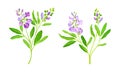 Pink meadow flowers set. Blooming Sally plant vector illustration Royalty Free Stock Photo