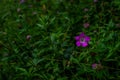 Pink meadow geranium, meadow crane`s-bill, Geranium pratense, field plant, five-petaled purple flower Royalty Free Stock Photo