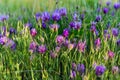 Pink meadow wild flowers on green grass closeup Royalty Free Stock Photo