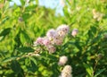 Pink meadowsweet flowers close up