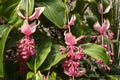 Pink medinilla magnifica flowers