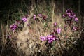 Pink Melastome Flower in the Tropics, with unopened red buds on a green background Royalty Free Stock Photo