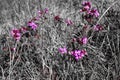 Pink Melastome Flower in the Tropics, with unopened red buds on a green background Royalty Free Stock Photo