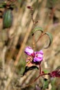 Pink Melastome Flower in the Tropics, with unopened red buds on a green background Royalty Free Stock Photo