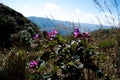 Pink Melastome Flower in the Tropics, with unopened red buds on a green background Royalty Free Stock Photo