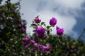 Pink Melastome Flower in the Tropics, with unopened red buds on a green background Royalty Free Stock Photo