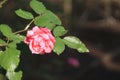 Pink Memorial rose details photo, Rosa lucieae , Asian species, Introduced ornamental species