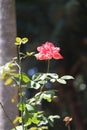 Pink Memorial rose details, Rosa lucieae , Asian species, Introduced ornamental species