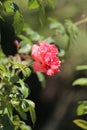 Pink Memorial rose details, Rosa lucieae , Asian species, Introduced ornamental species