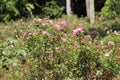 Pink Memorial rose details, Rosa lucieae , Asian species, Introduced ornamental species