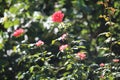 Pink Memorial roses details, Rosa lucieae , Asian species, Introduced ornamental species