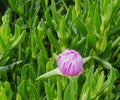 Pink Mesembryanthemum Flowers In Crete Greece Royalty Free Stock Photo