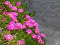 Pink Mesembryanthemum Flowers In Crete Greece Royalty Free Stock Photo