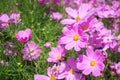 Pink mexican aster flowers in garden bright sunshine day on a background of green leaves. Cosmos bipinnatus Royalty Free Stock Photo