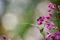 Pink Mexican creeper flowers - background