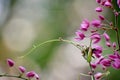 Pink Mexican creeper flowers - background