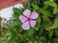 pink mexican petunia beautiful blooming flower green leaf background.