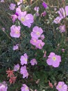 Pink Mexican Poppies