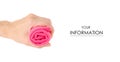 The pink microfibre rag cloth roll in hand pattern Royalty Free Stock Photo