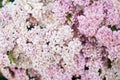 Pink milfoil flowers