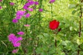 Pink milfoil and red rose flowers in meadow, macro photo. Medical herbs: Achillea millefolium, yarrow , or nosebleed Royalty Free Stock Photo