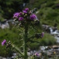 A Pink Milk Thistle against a blurred stream