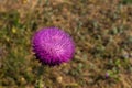 Pink milk thistle flower in bloom in spring Royalty Free Stock Photo