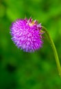 Pink milk thistle flower Royalty Free Stock Photo