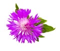 Pink milk thistle flower in bloom in spring Royalty Free Stock Photo